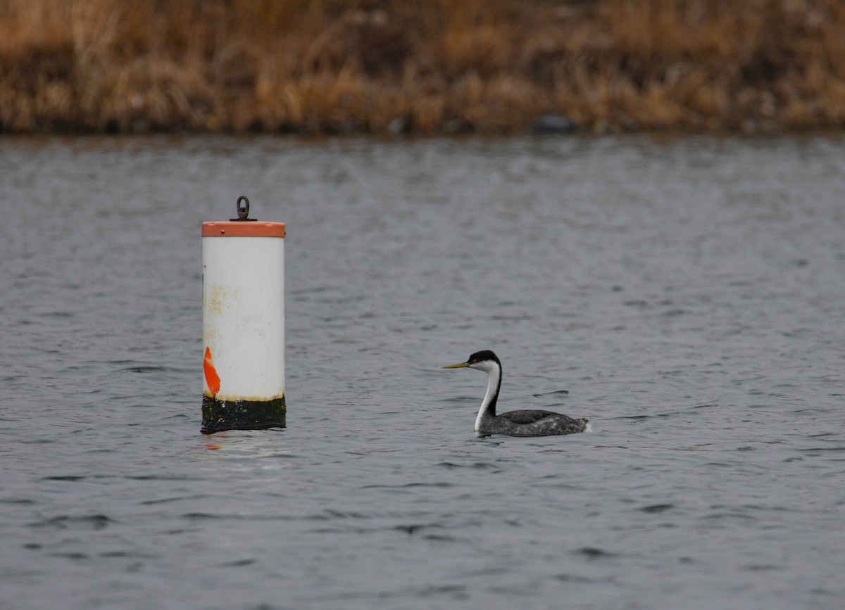 Western Grebe - ML615499055