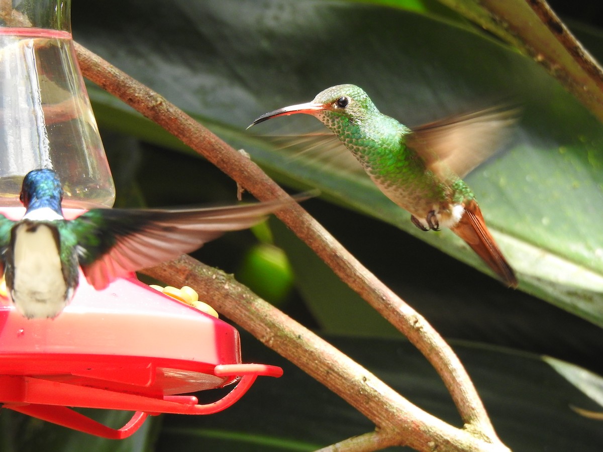 Rufous-tailed Hummingbird - ML615499109