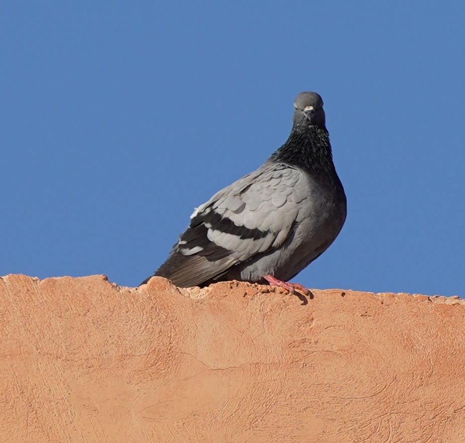 Rock Pigeon (Feral Pigeon) - ML615499125
