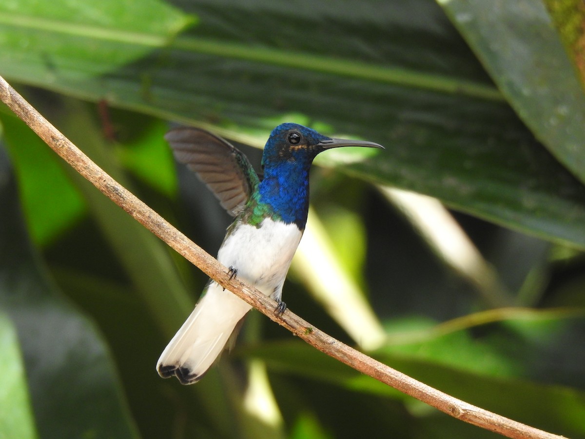 White-necked Jacobin - ML615499136