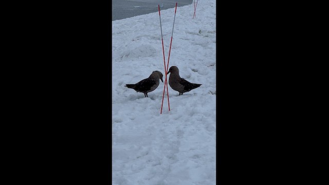 South Polar Skua - ML615499147