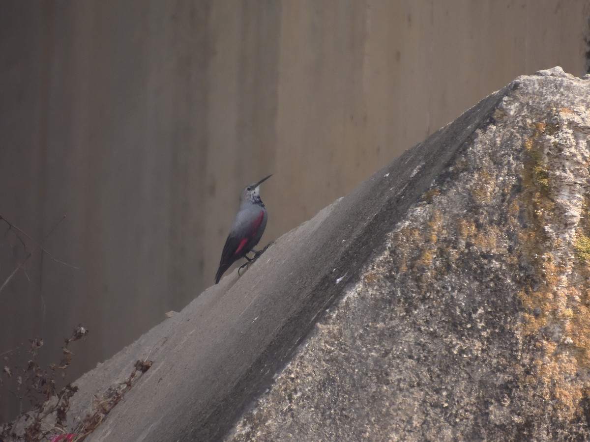 Wallcreeper - ML615499165