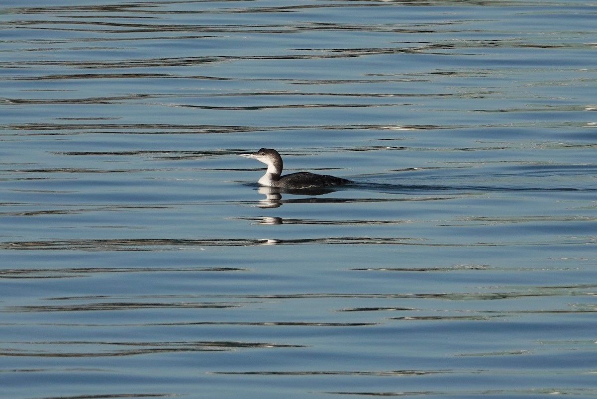 Common Loon - ML615499187