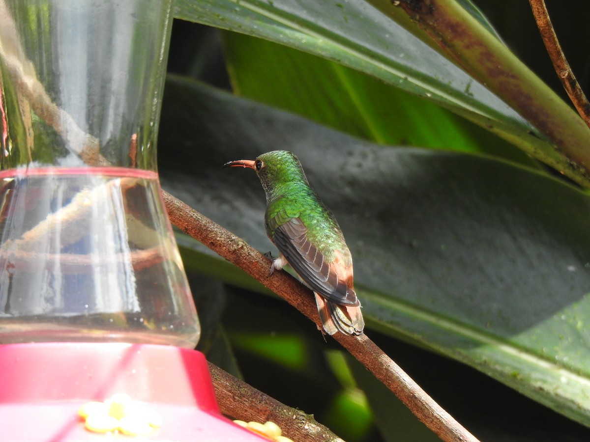 Rufous-tailed Hummingbird - ML615499203