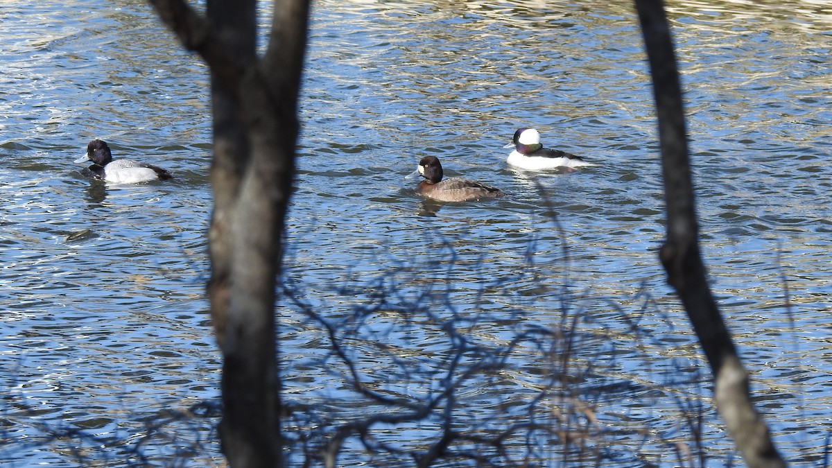 Bufflehead - Vincent Glasser