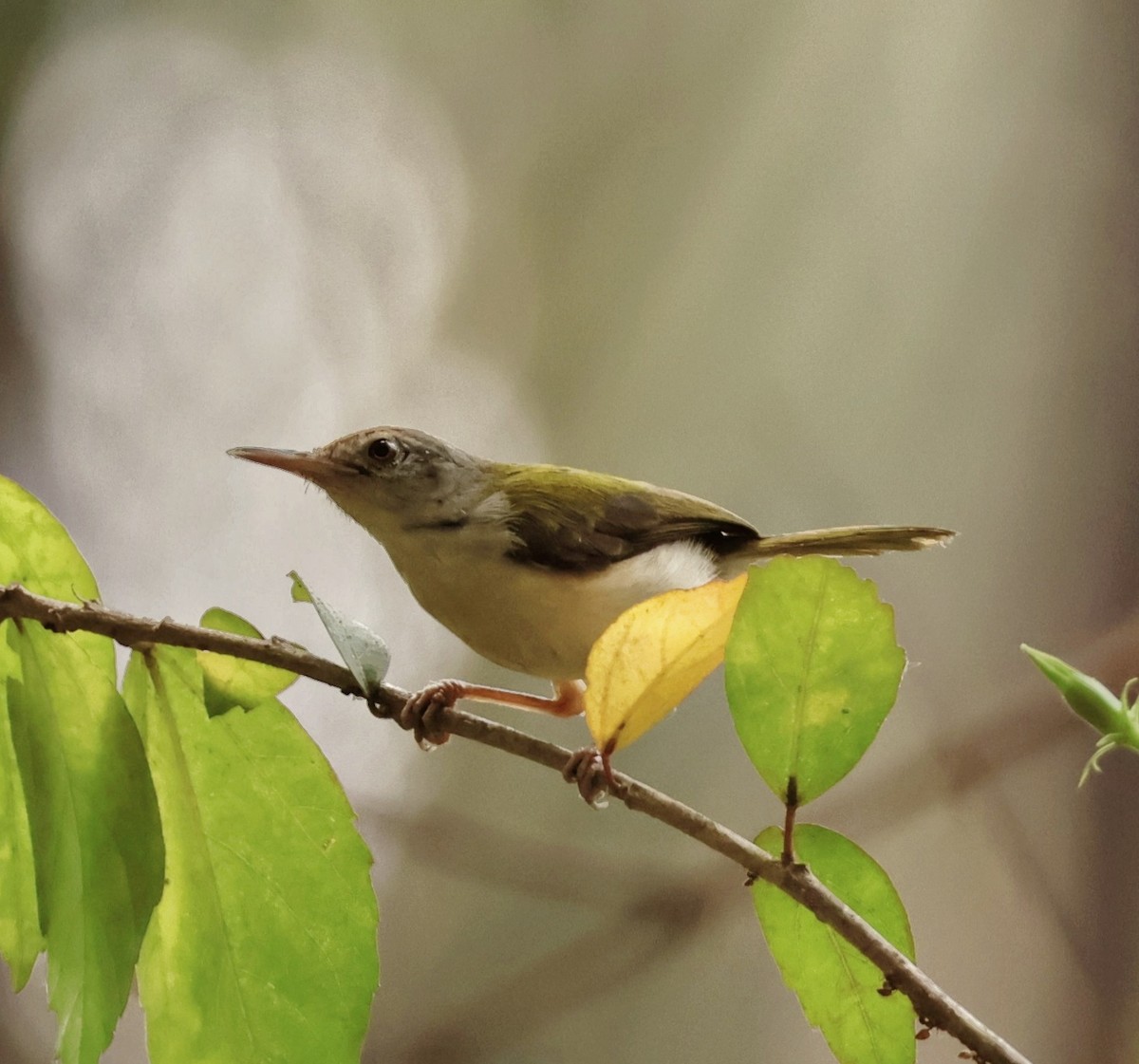 Common Tailorbird - Manjunath UP