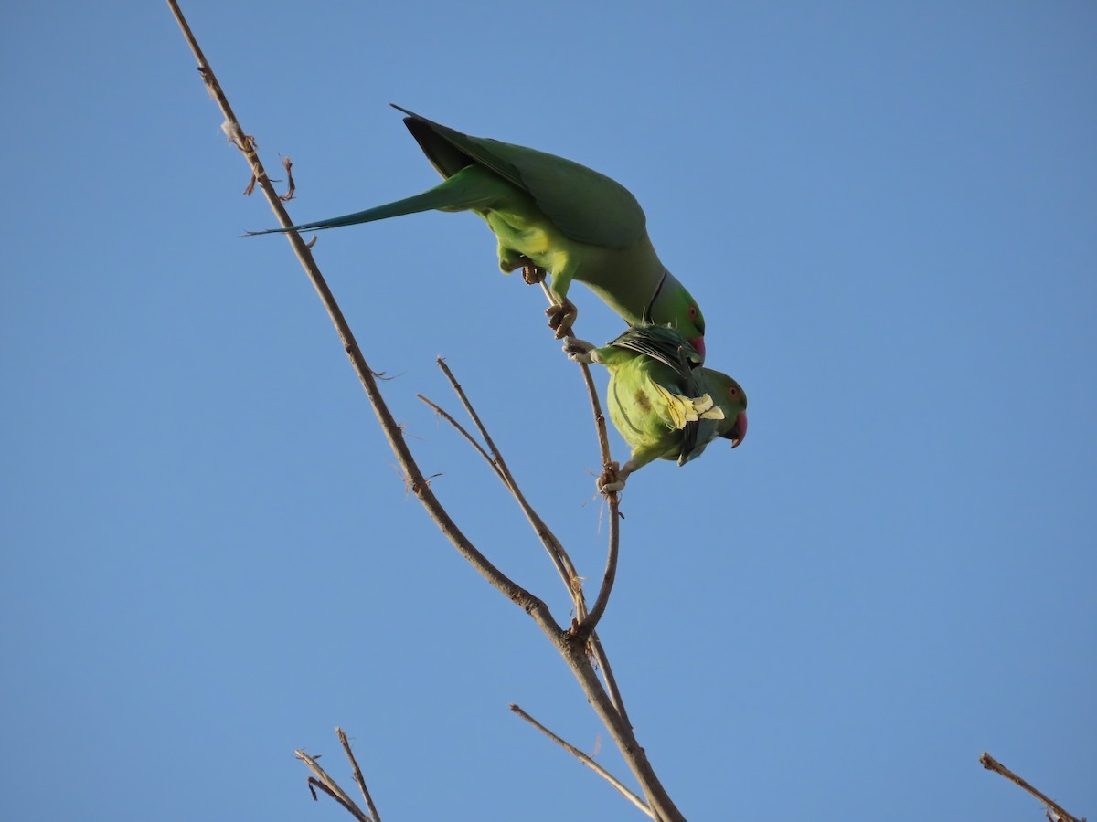 Rose-ringed Parakeet - ML615499235