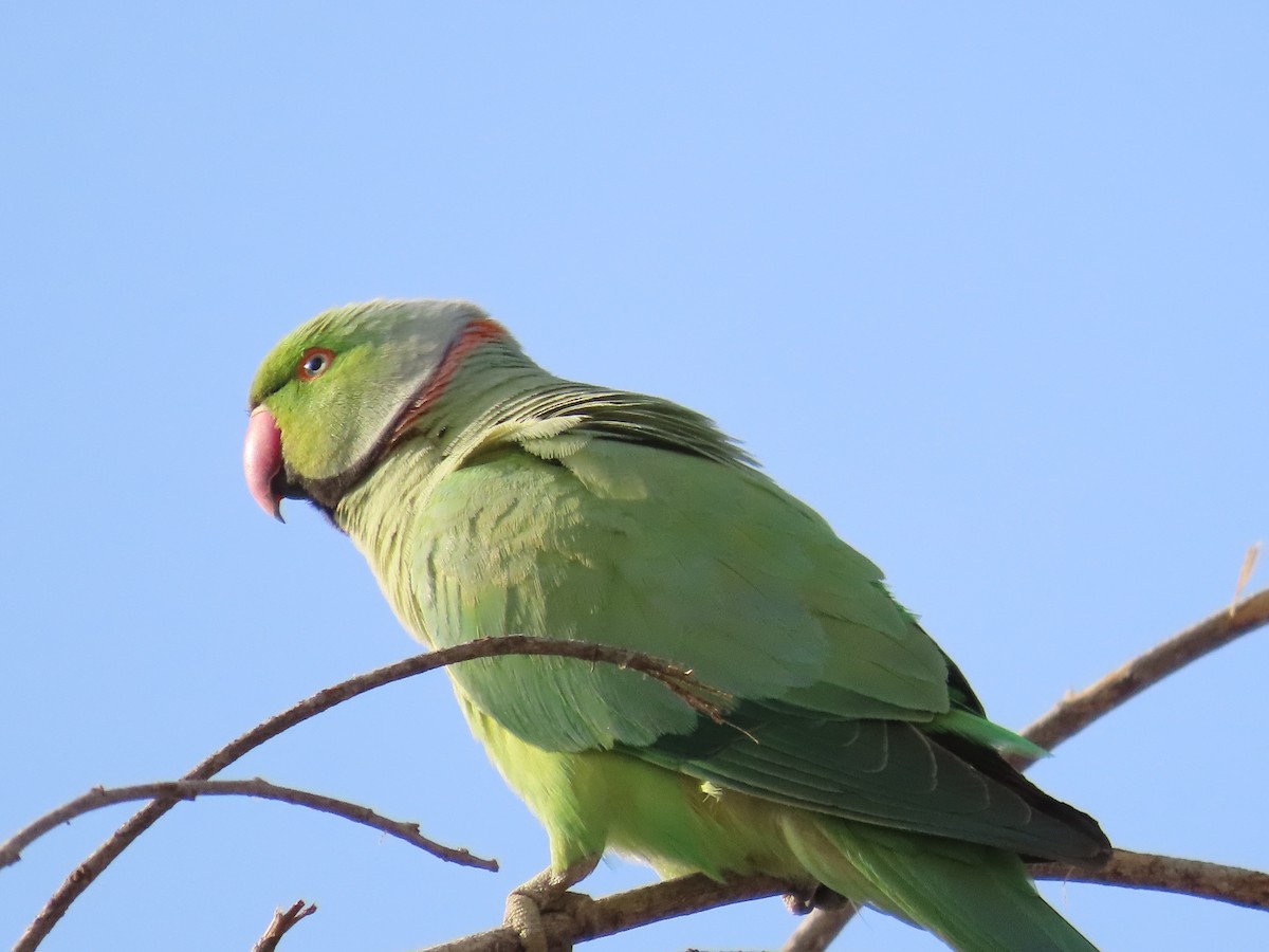 Rose-ringed Parakeet - ML615499238