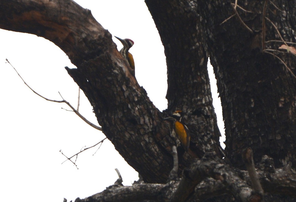 White-naped Woodpecker - ML615499241