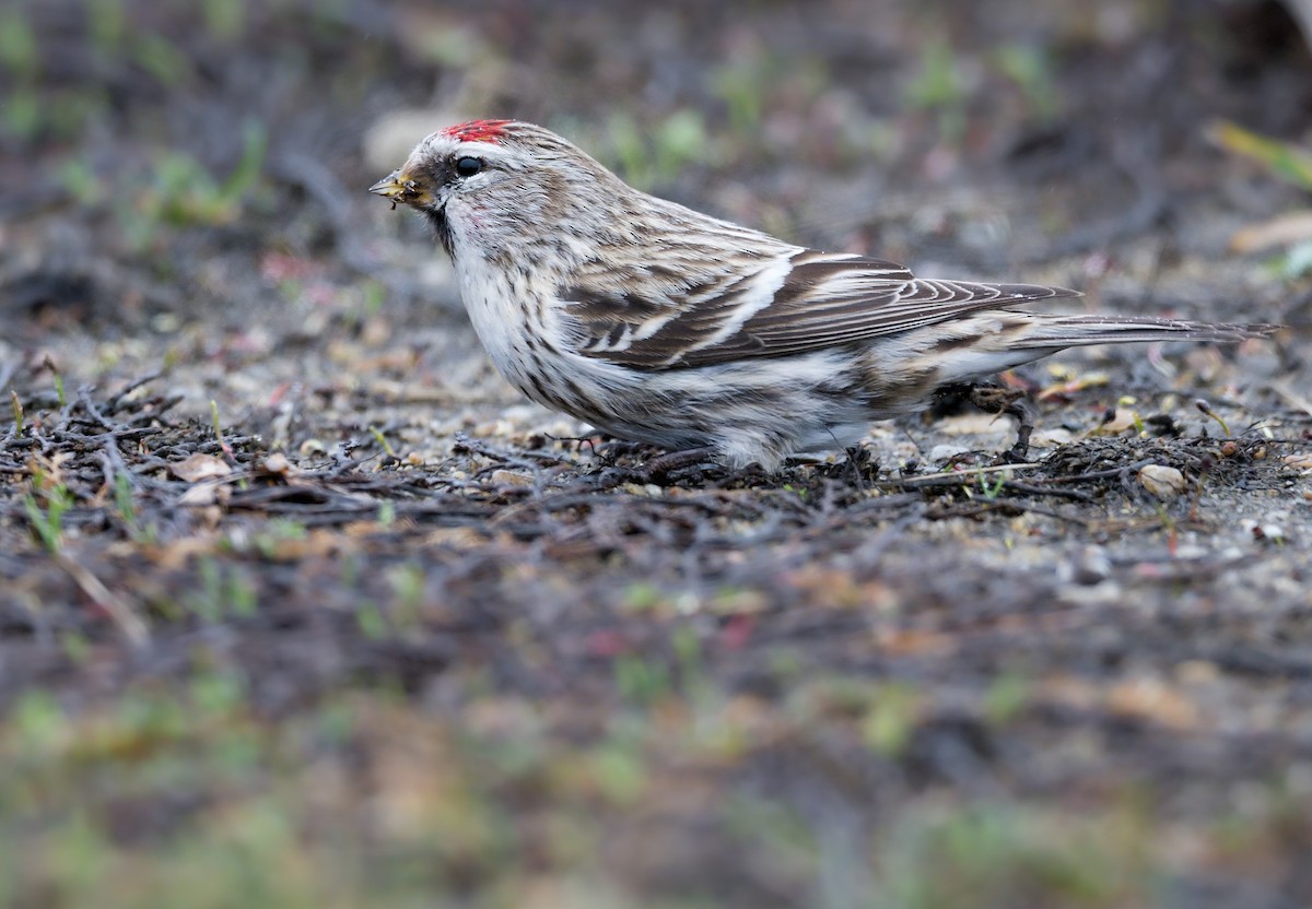 Common Redpoll - ML615499255