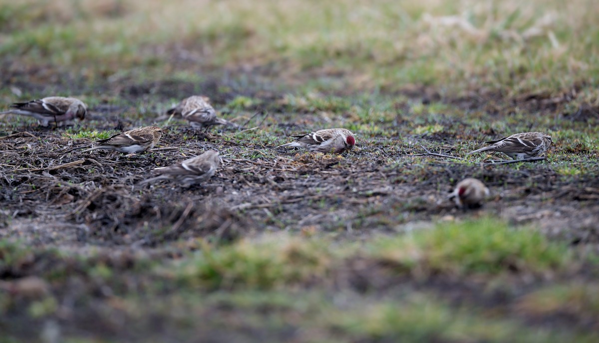 Common Redpoll - ML615499256