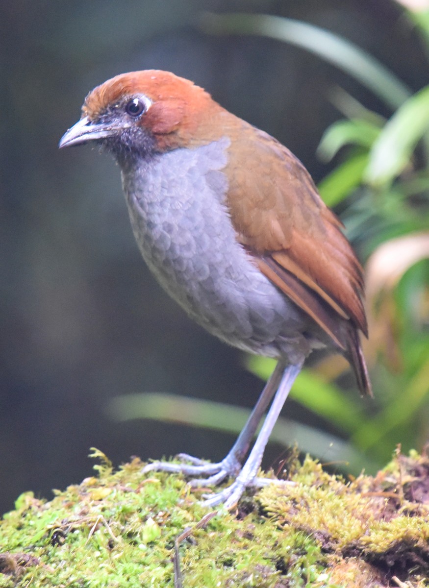 Chestnut-naped Antpitta - ML615499269