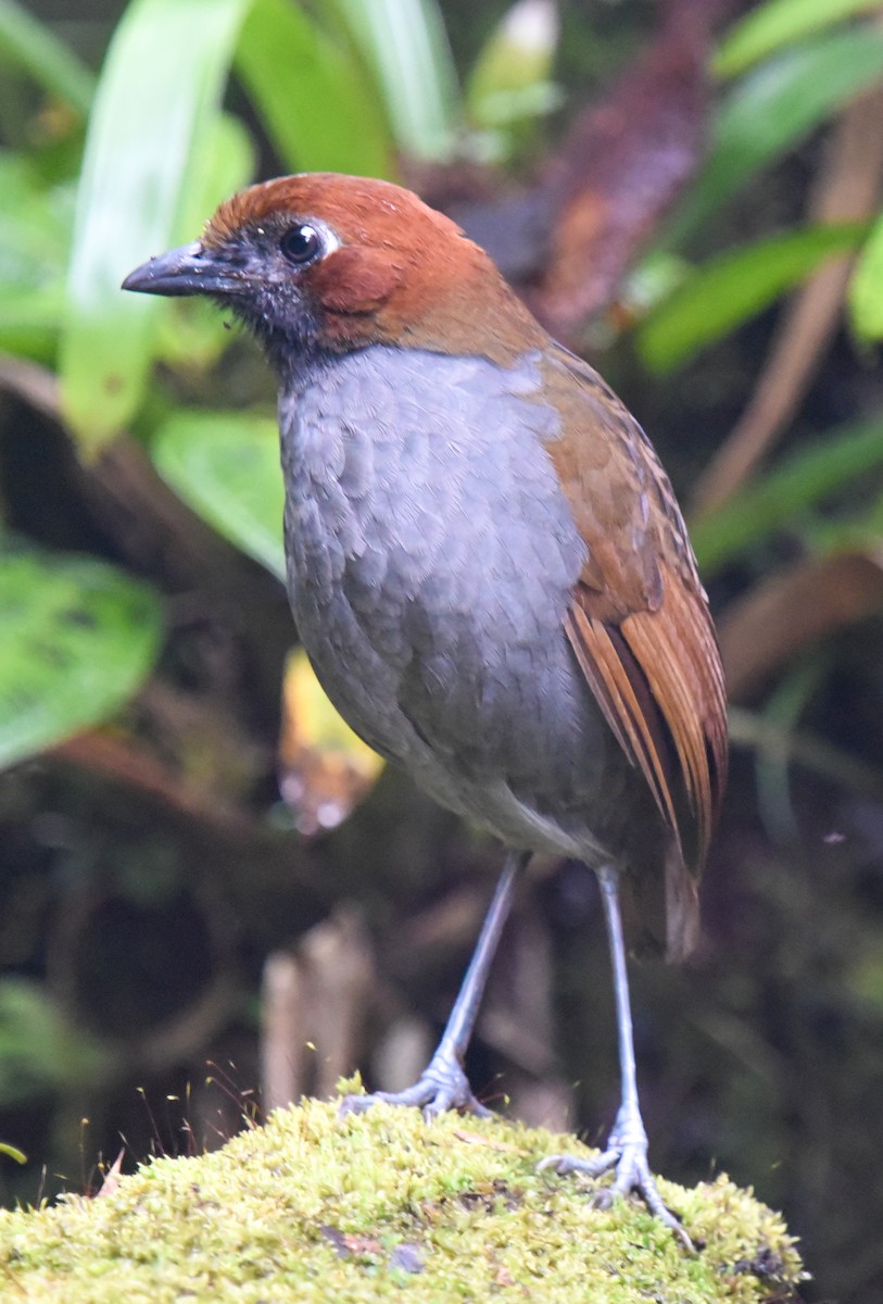 Grallaire à nuque rousse - ML615499270