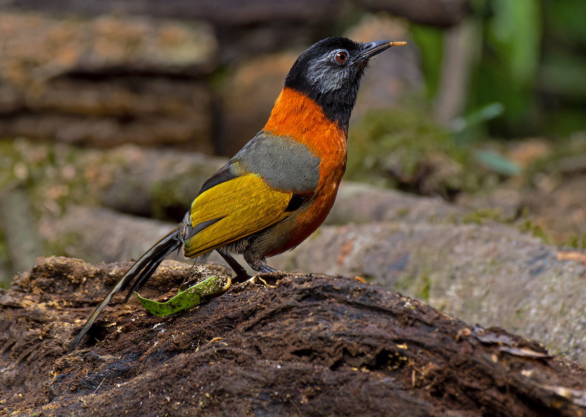 Collared Laughingthrush - Volkov Sergey