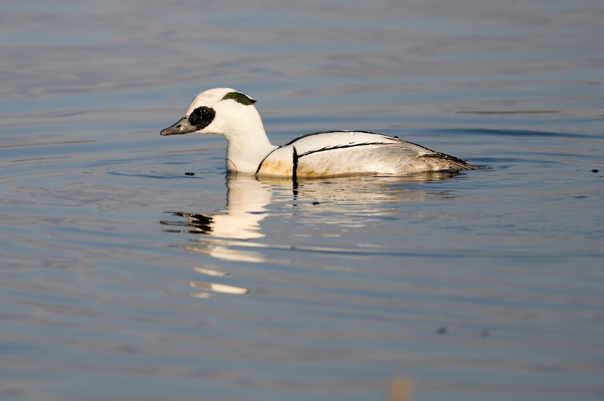 Smew - ML615499324