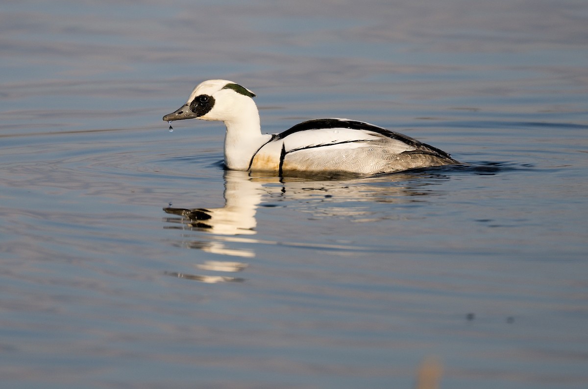 Smew - ML615499326