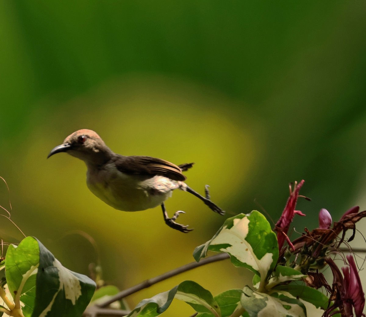 Purple-rumped Sunbird - ML615499340