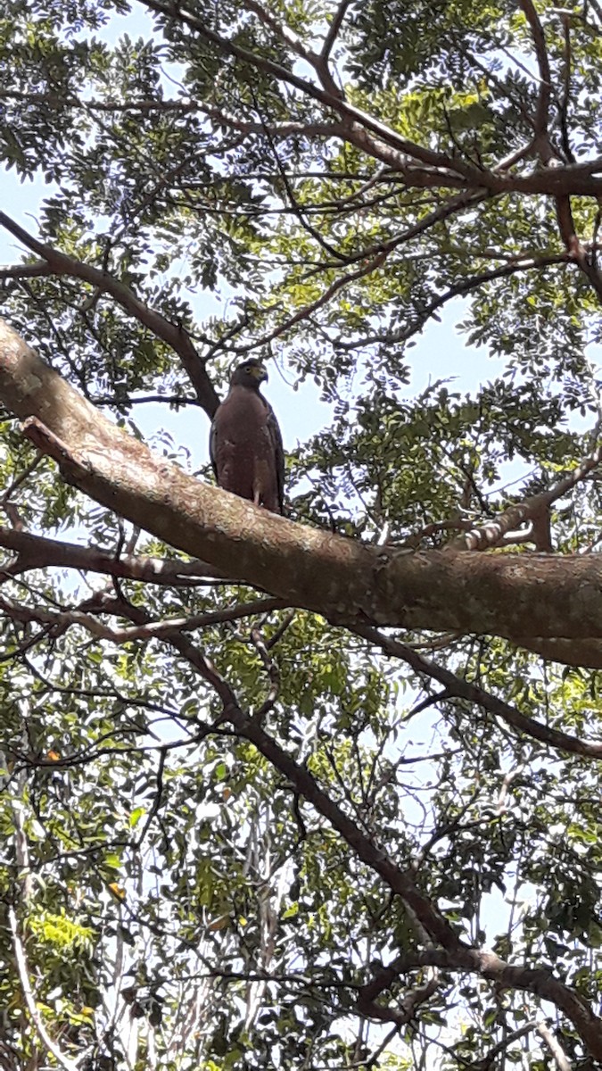 Crested Serpent-Eagle - ML615499377