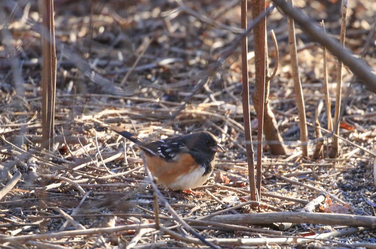 Spotted Towhee - ML615499390