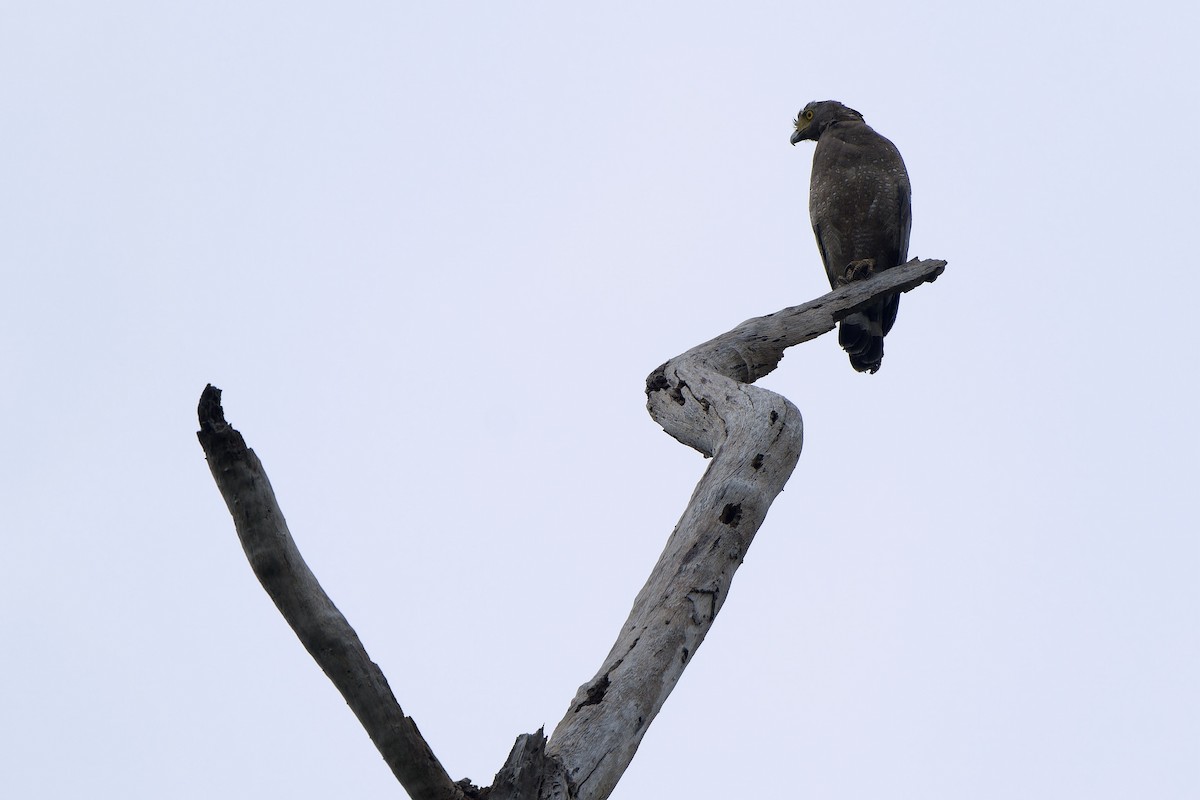 Crested Serpent-Eagle (Crested) - Sam Hambly