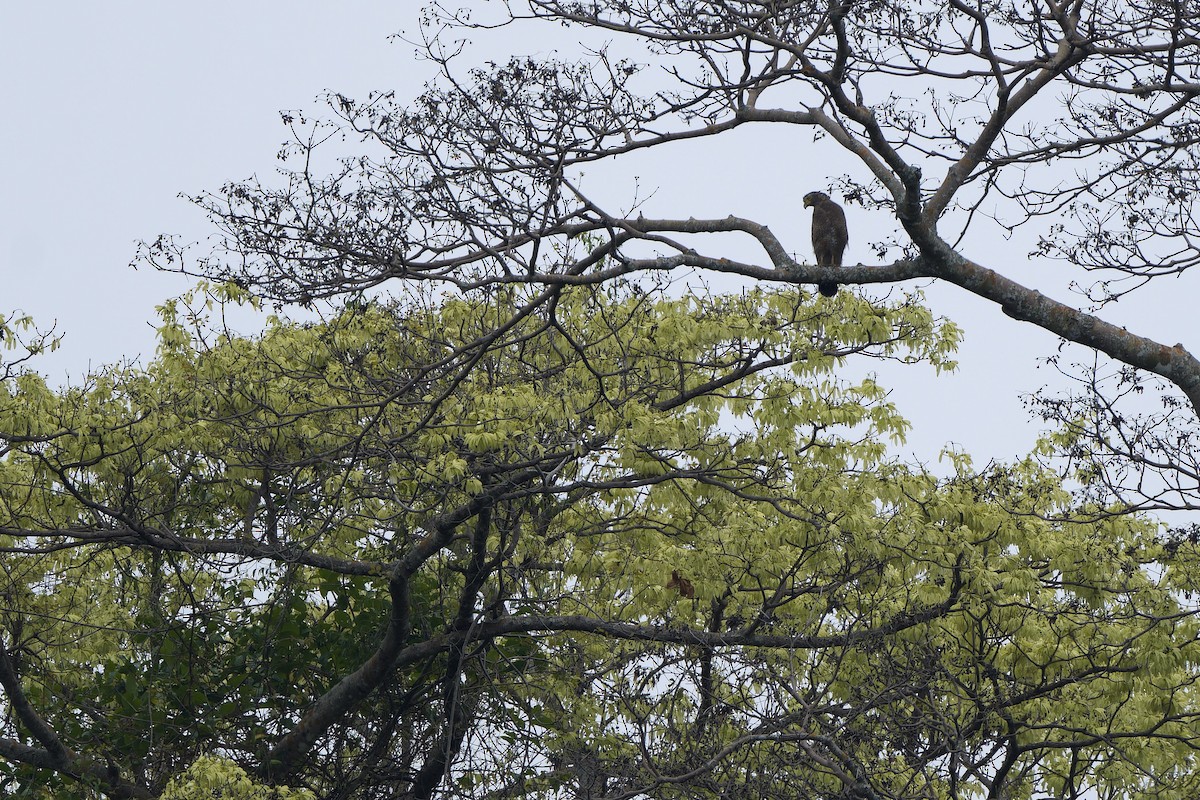 Crested Serpent-Eagle (Crested) - ML615499420