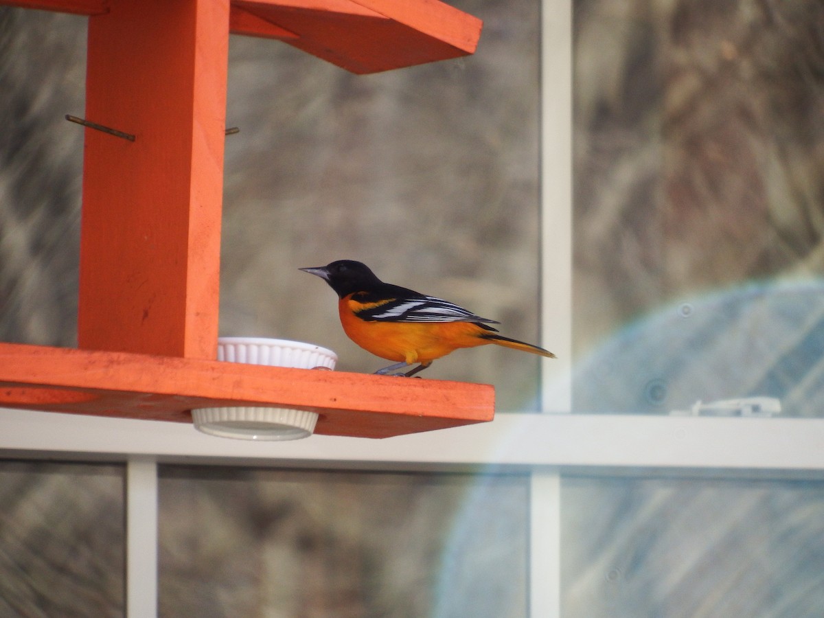 Baltimore Oriole - ML615499425