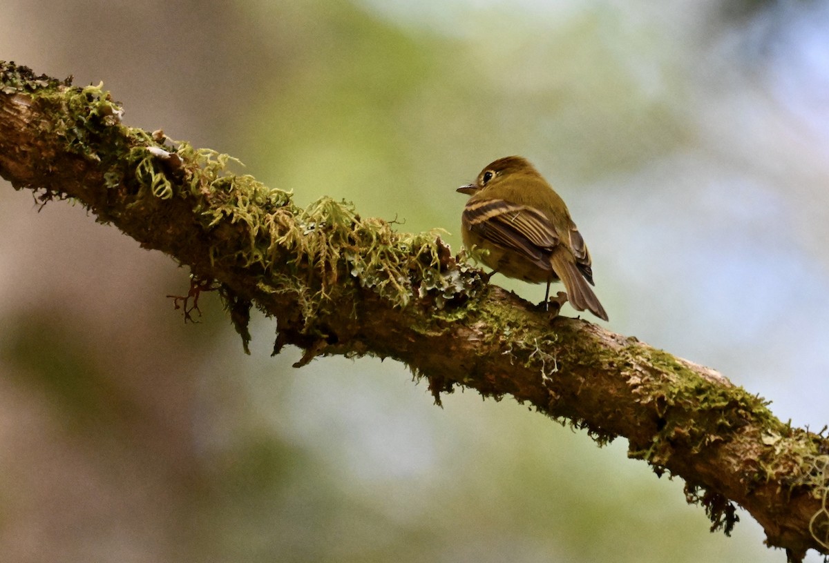 Yellowish Flycatcher - ML615499439