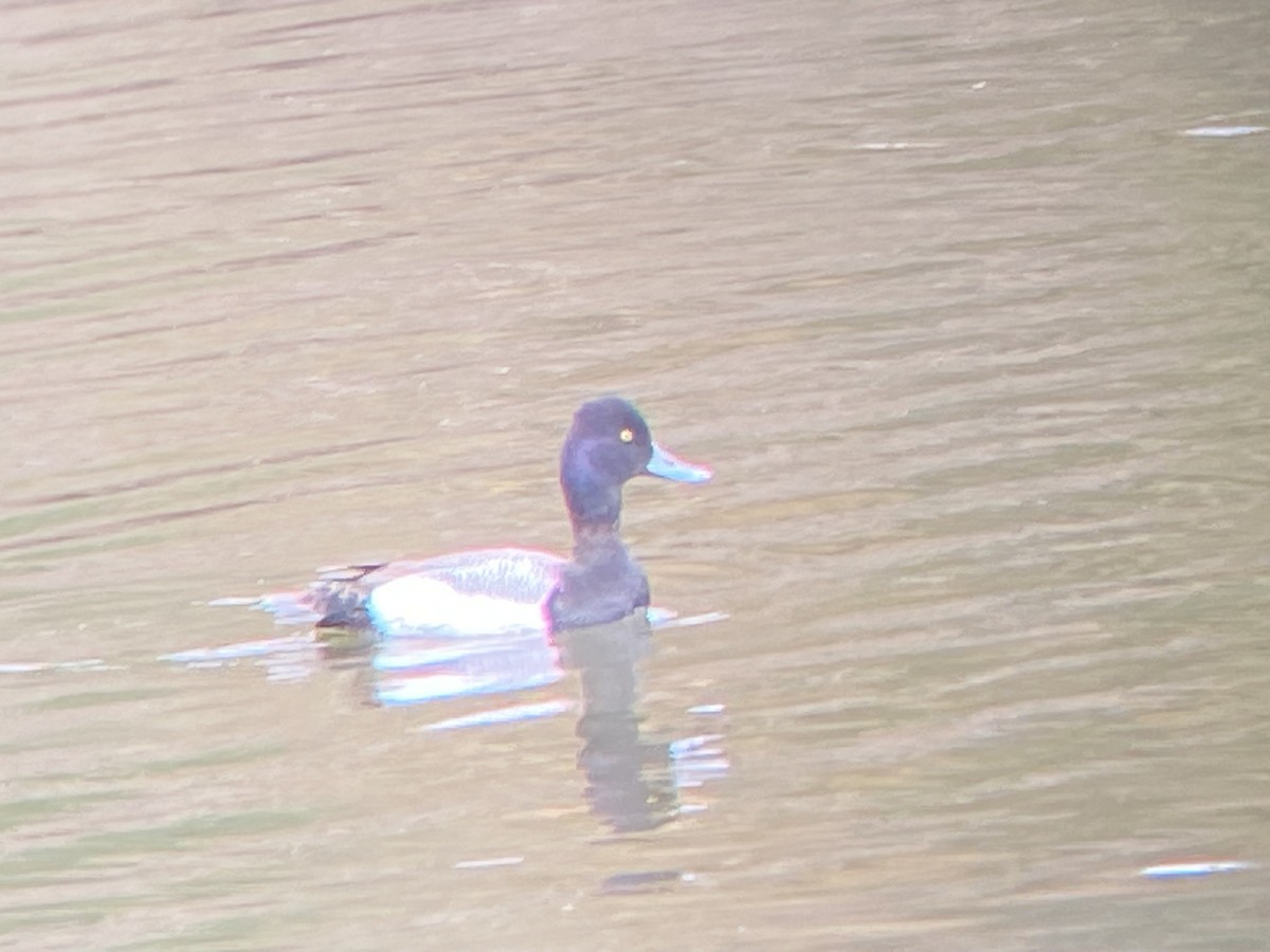 Lesser Scaup - ML615499440