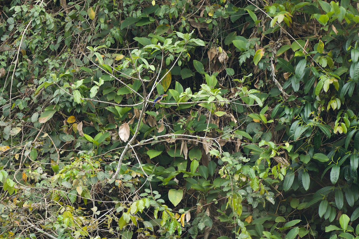 Black-capped Kingfisher - ML615499443