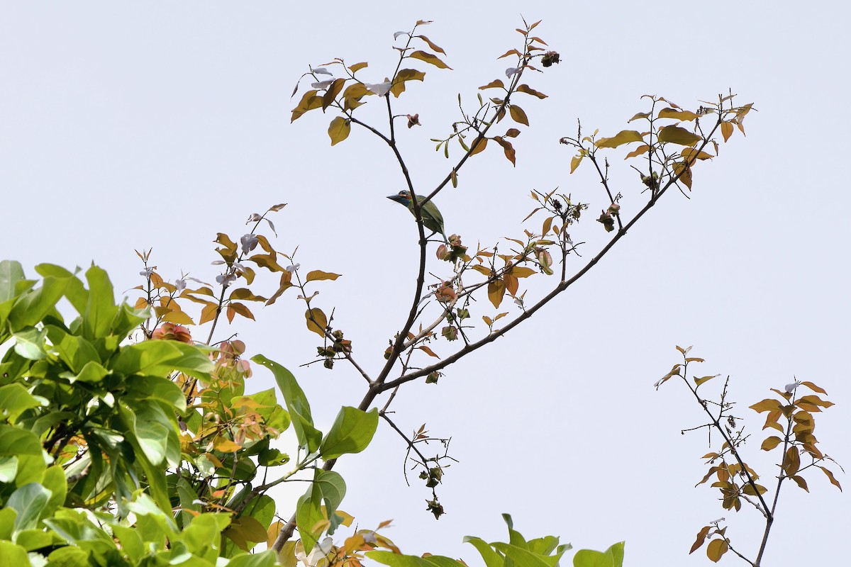 Blue-eared Barbet - Sam Hambly