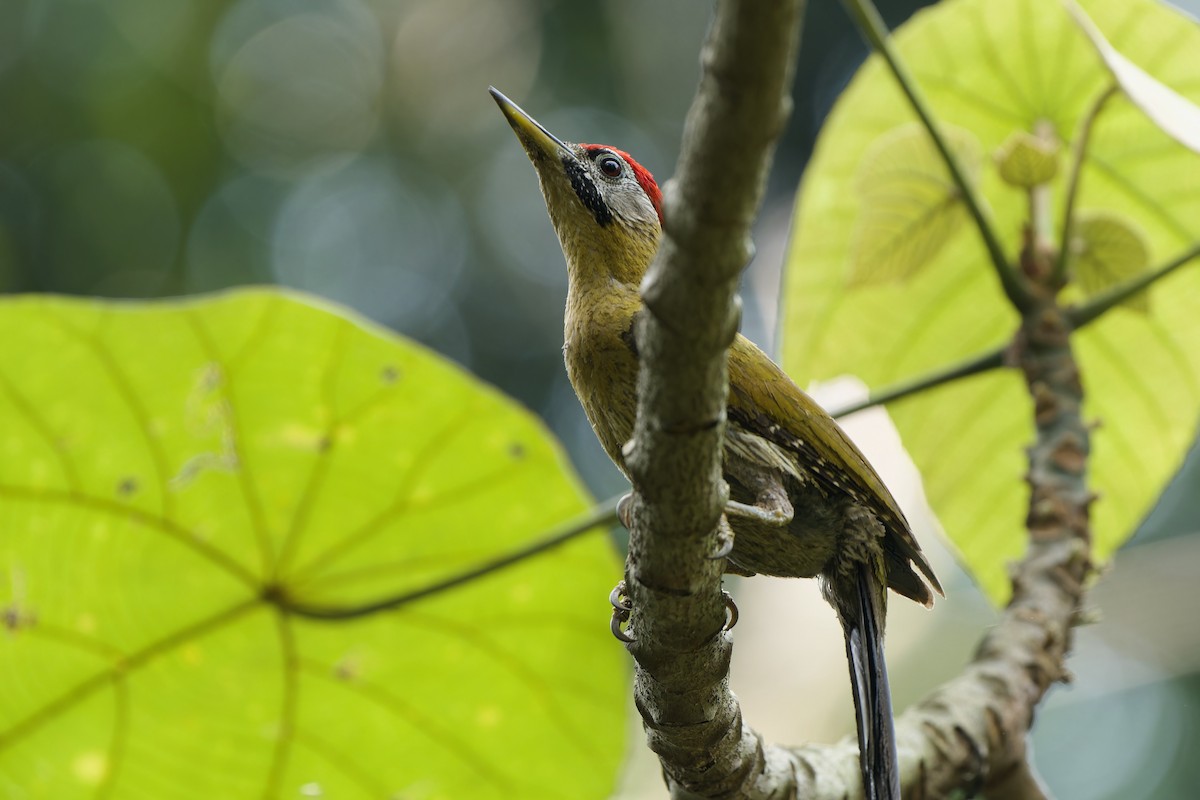 Laced Woodpecker - Sam Hambly