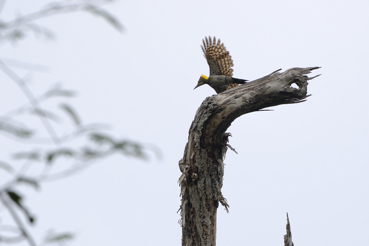 Greater Yellownape - Sam Hambly