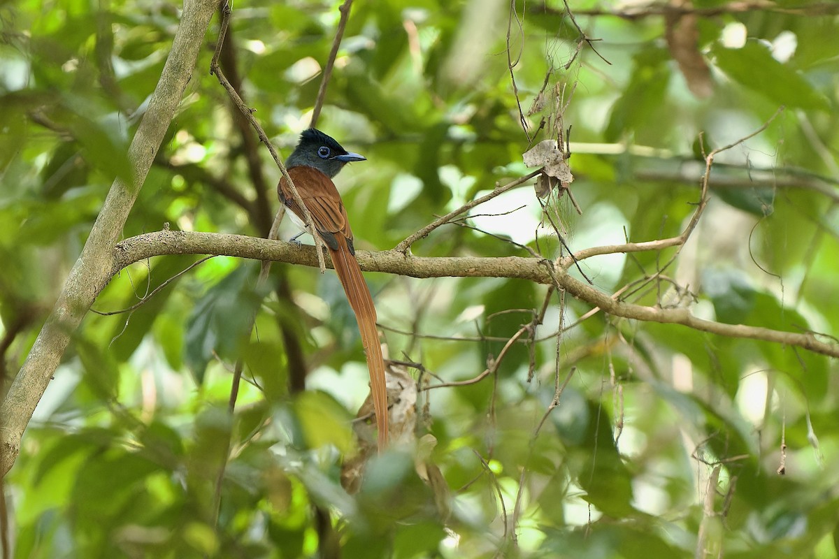 Blyth's Paradise-Flycatcher (Blyth's) - ML615499468