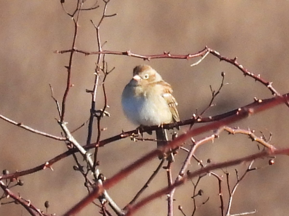 Field Sparrow - ML615499473