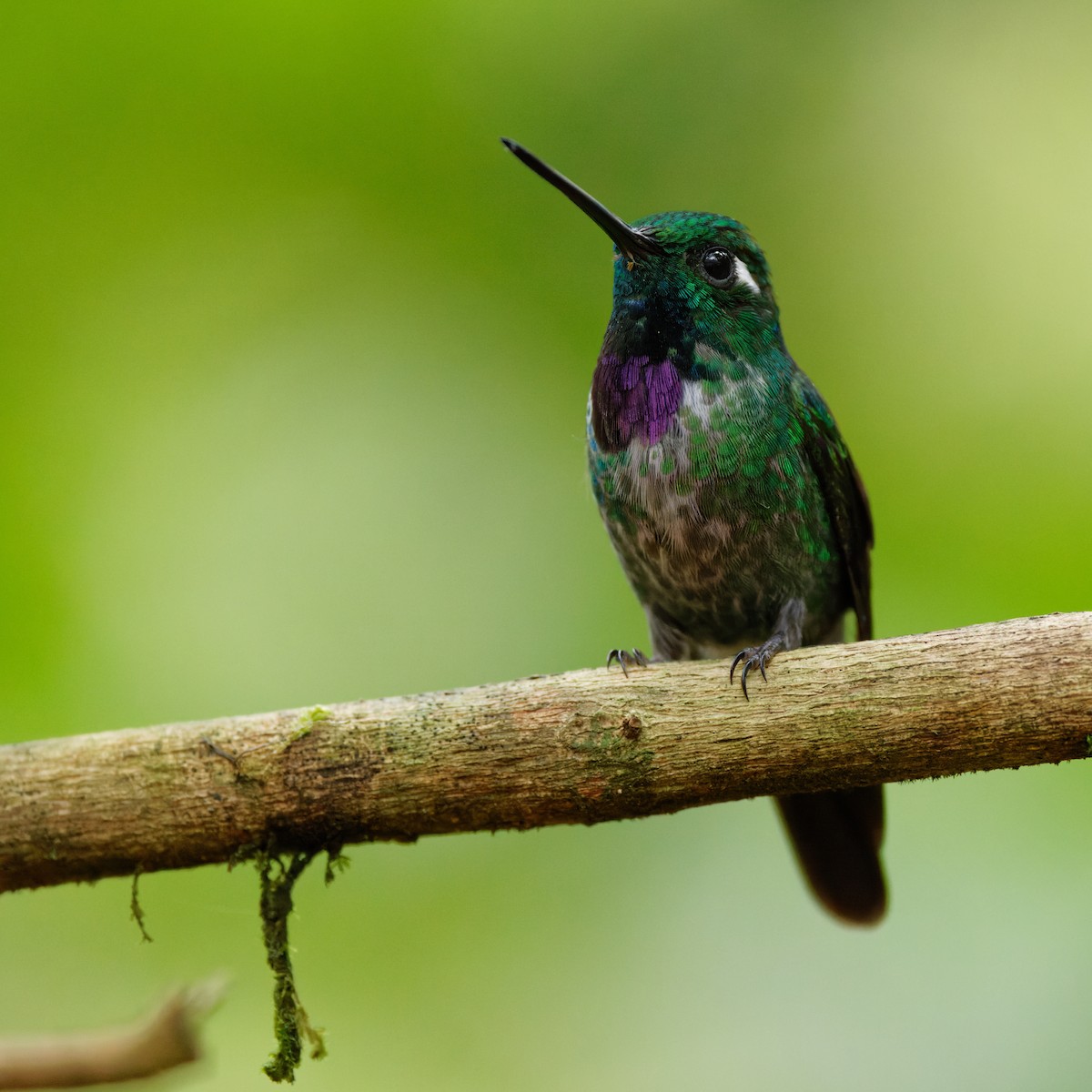 Purple-bibbed Whitetip - ML615499486