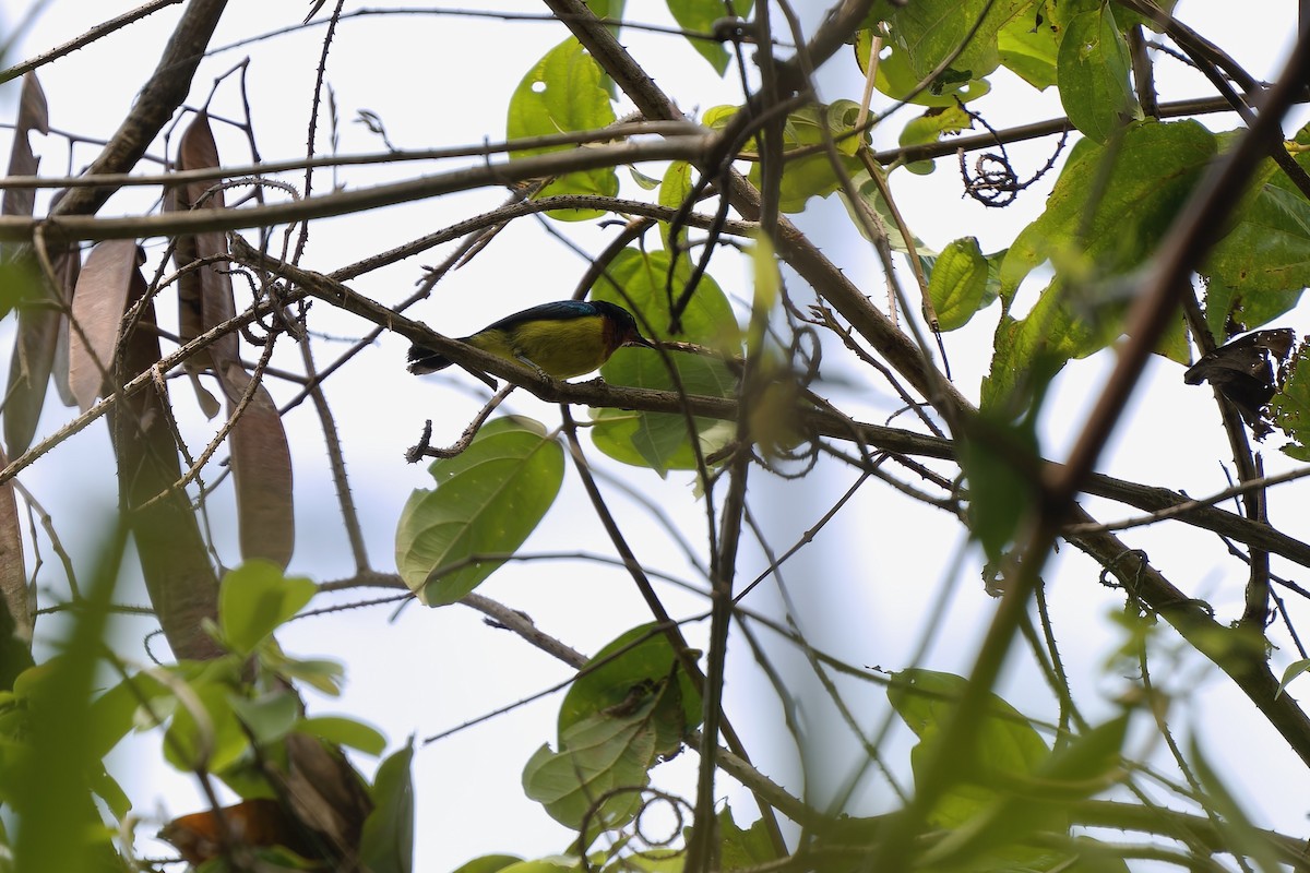 Ruby-cheeked Sunbird - Sam Hambly