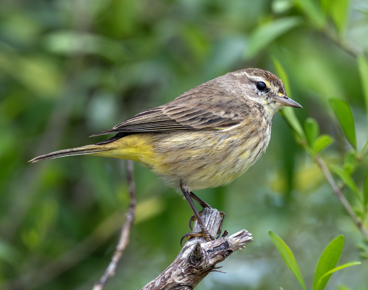 Palm Warbler - Greg Courtney