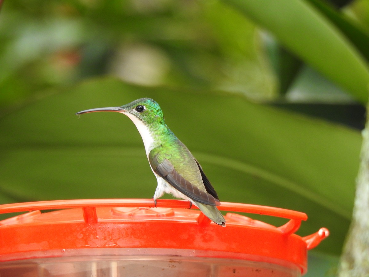 Andean Emerald - ML615499533