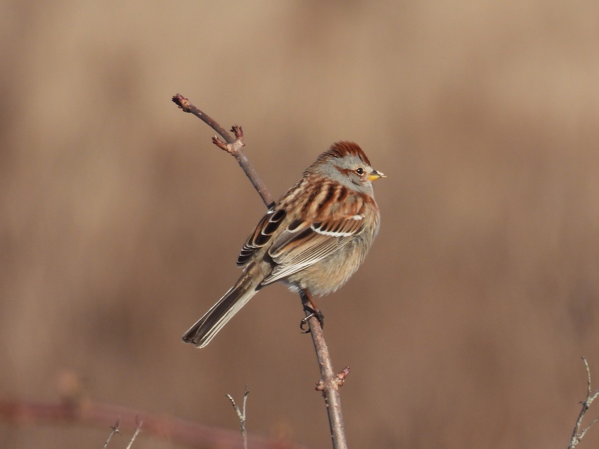 American Tree Sparrow - ML615499546