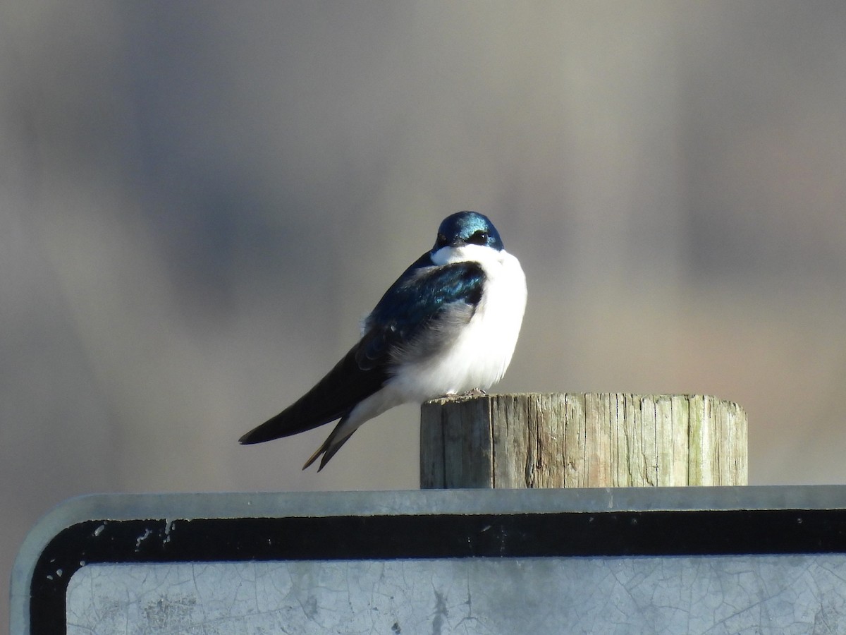 Tree Swallow - ML615499610