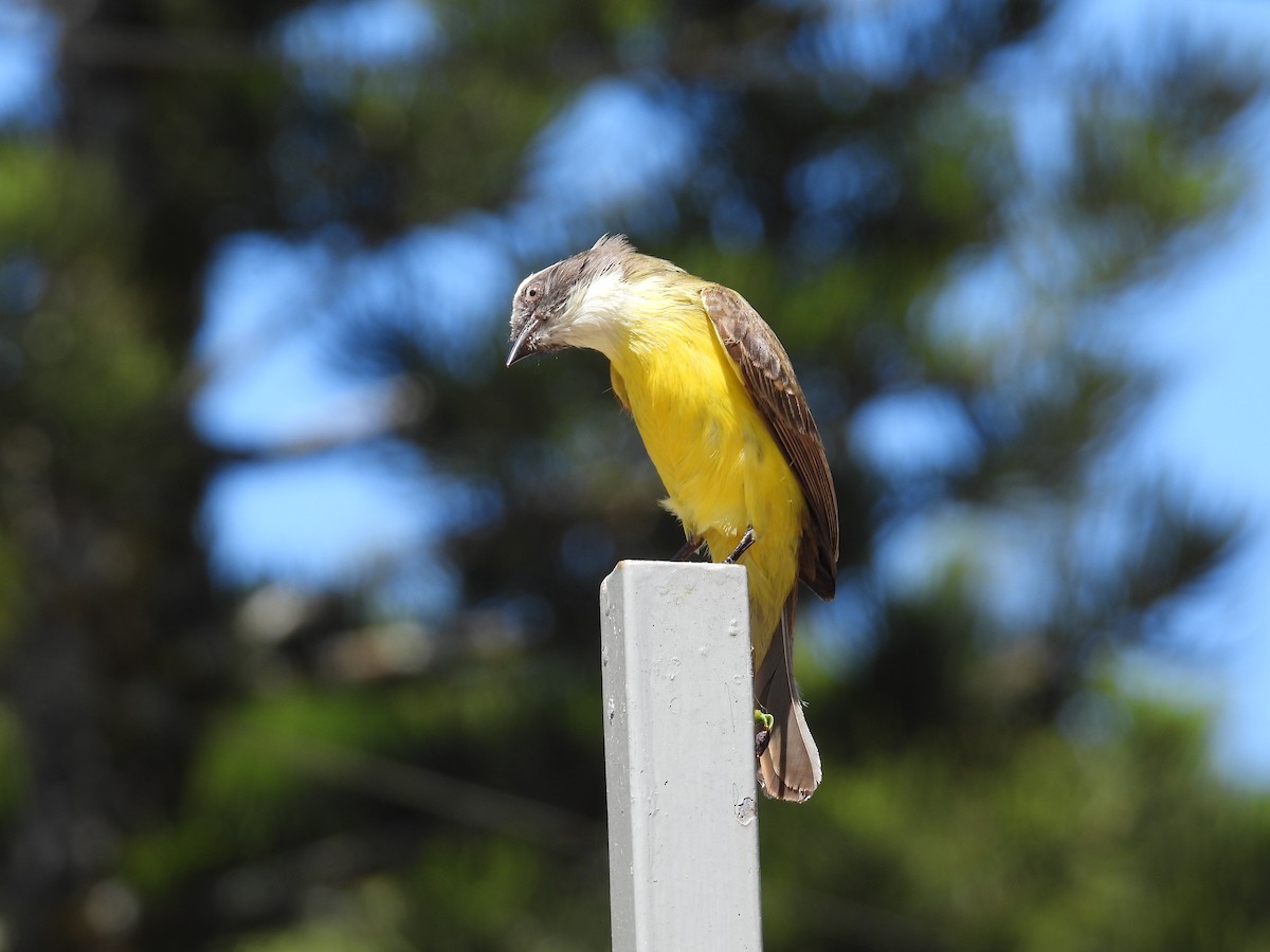 アカボウシヒタキモドキ（similis グループ） - ML615499626