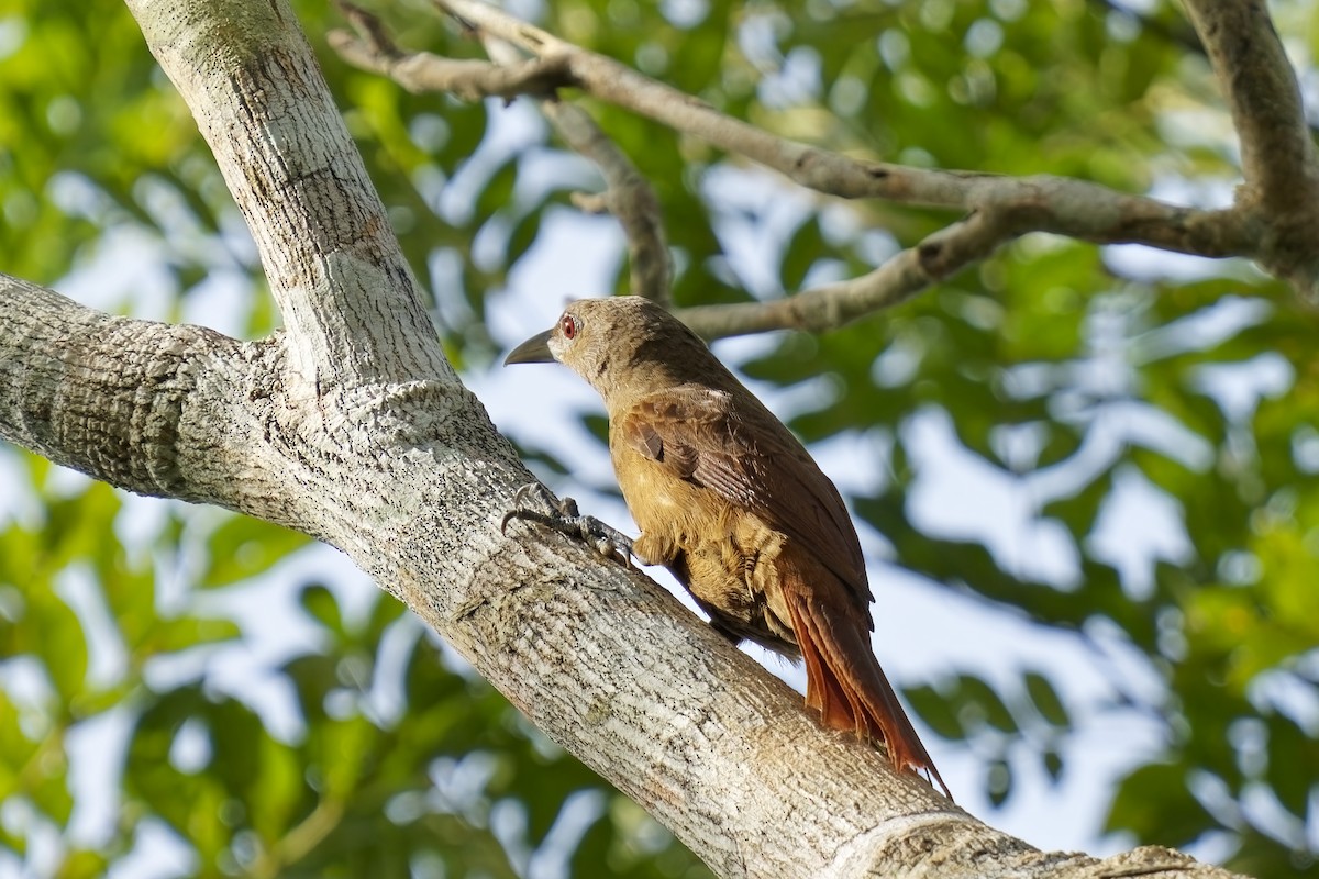 Cinnamon-throated Woodcreeper (devillei) - ML615499628