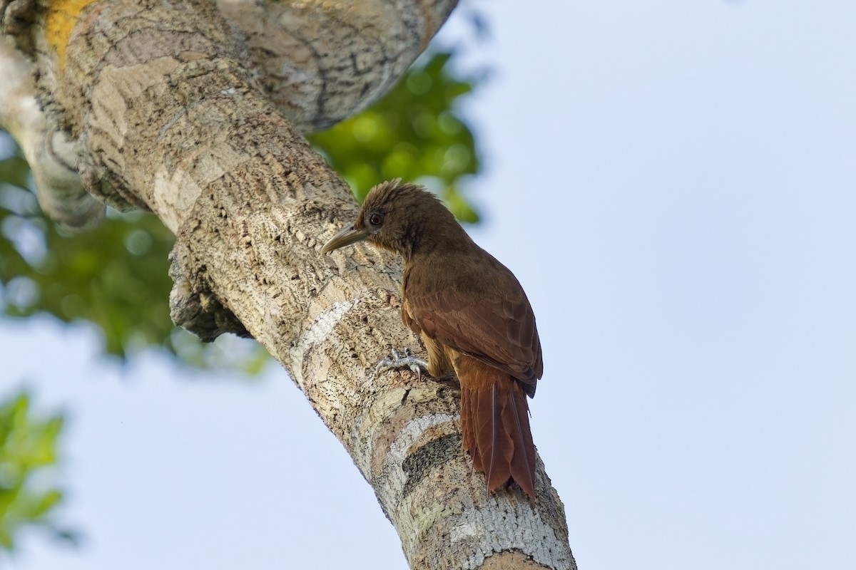 Cinnamon-throated Woodcreeper (devillei) - Holger Teichmann