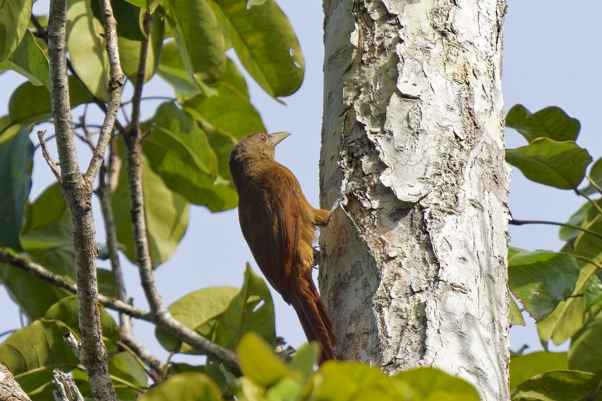 Cinnamon-throated Woodcreeper (devillei) - Holger Teichmann