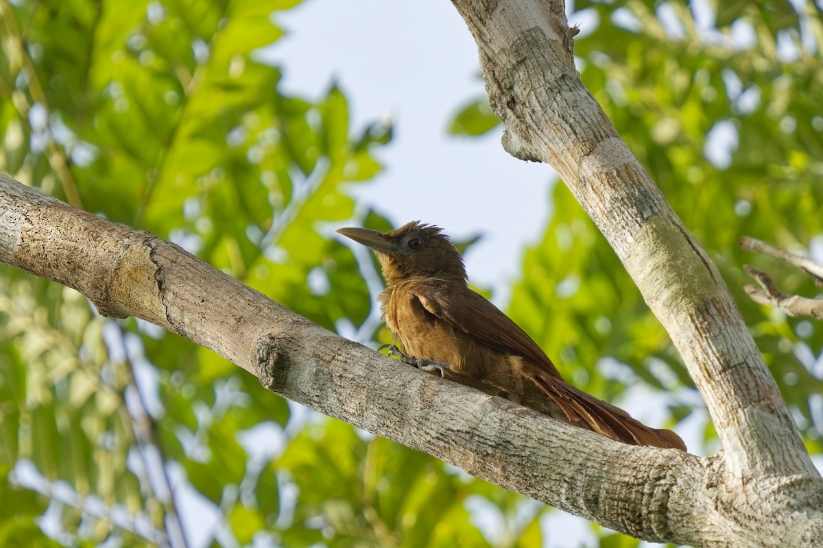 Cinnamon-throated Woodcreeper (devillei) - ML615499634