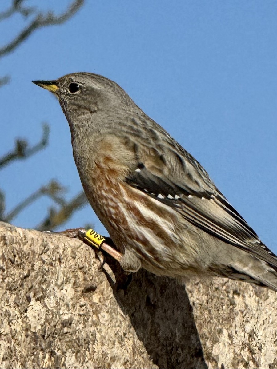 Alpine Accentor - ML615499639