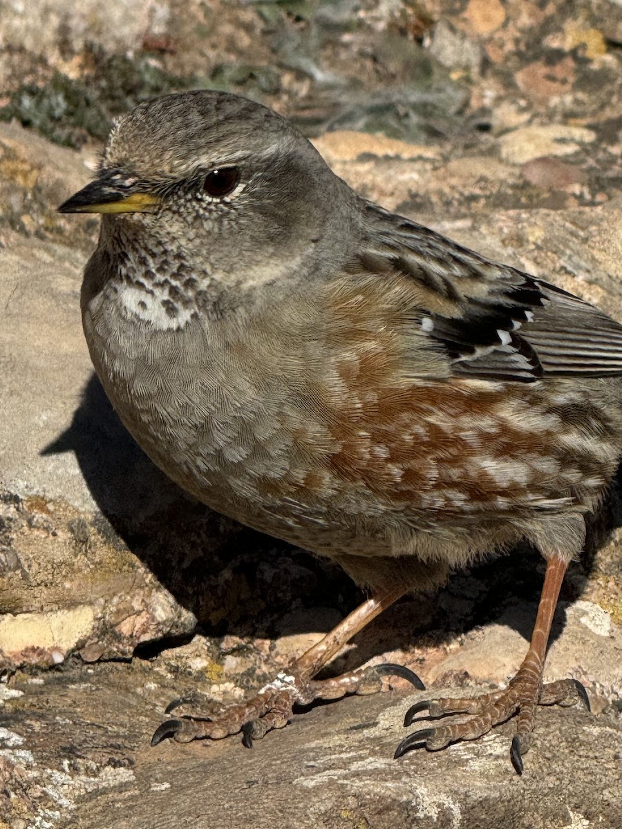 Alpine Accentor - ML615499640