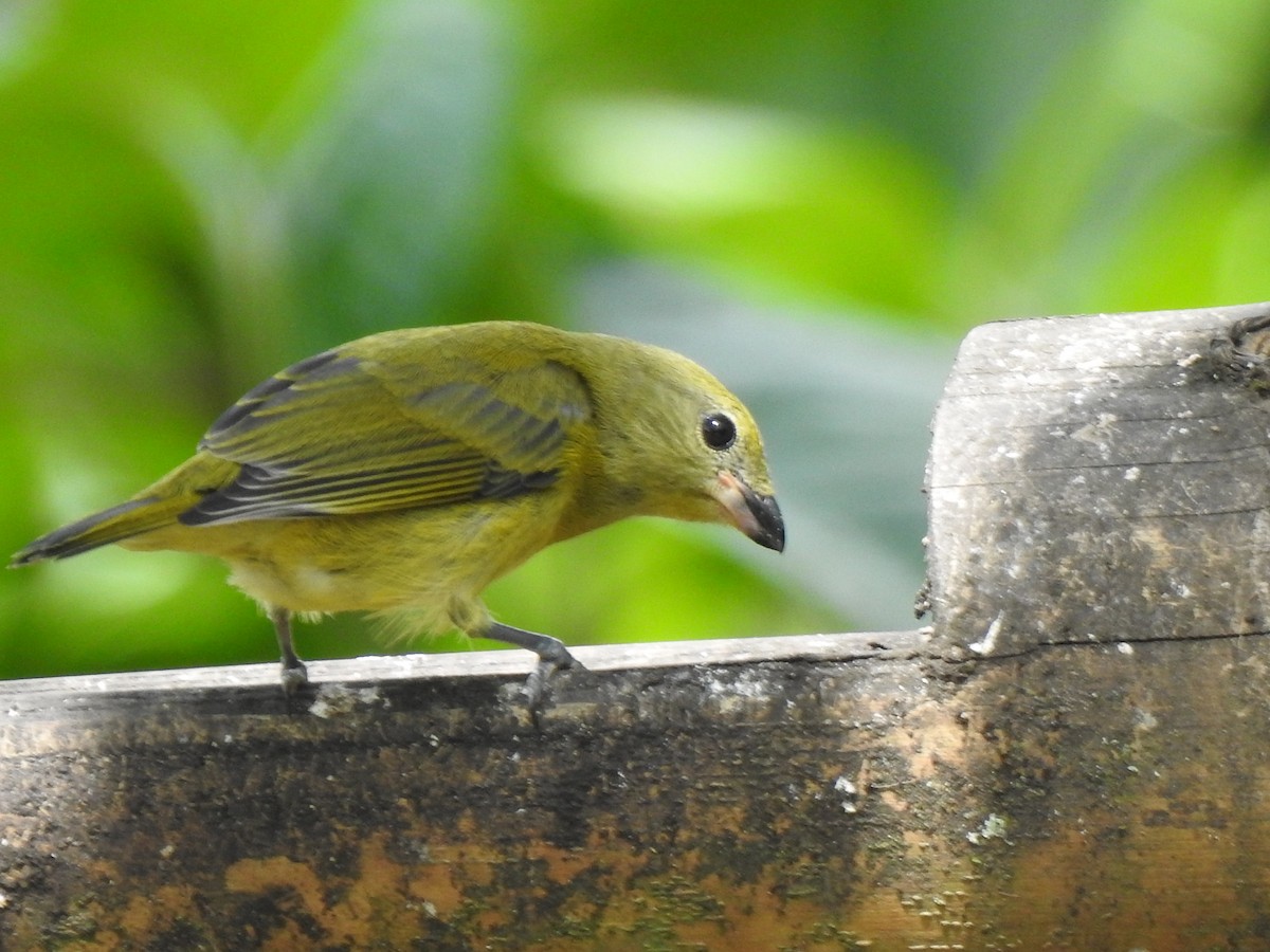 Thick-billed Euphonia - ML615499643