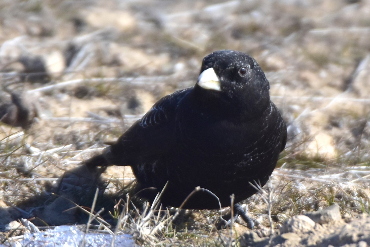 Black Lark - Kudaibergen Amirekul