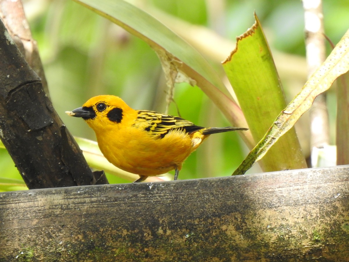 Golden Tanager - ML615499656